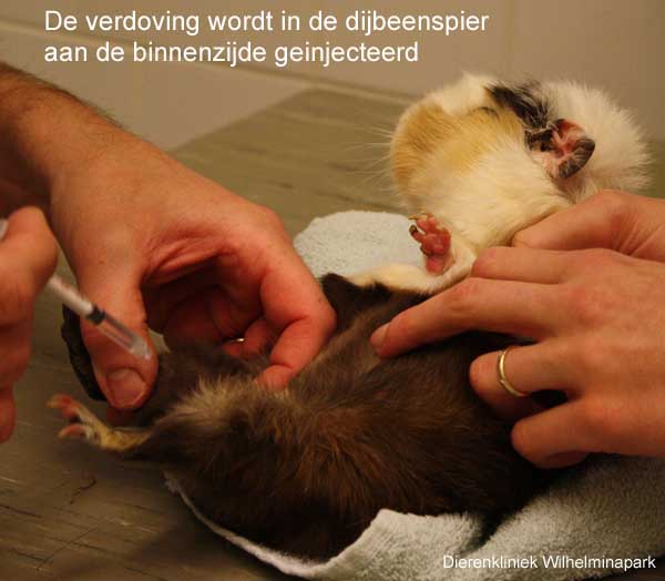 Een injectie wordt aan de binnenkant van het dijbeen